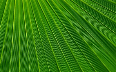 texturas de folha de palmeira, 4k, macro, texturas naturais, ecologia, folha de palmeira, texturas de folha, folhas de texturas, folha de palmeira fundos