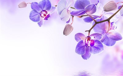 violet orchids, 4k, macro, beautiful flowers, bokeh, violet flowers, branch of orchids, phalaenopsis, orchids, Orchidaceae, orchid branch