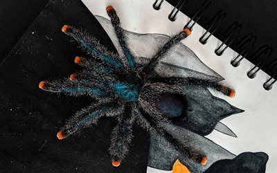grande aranha preta, criaturas assustadoras, tarântulas, caderno, aranhas, predadores, aranha preta, theraphosidae