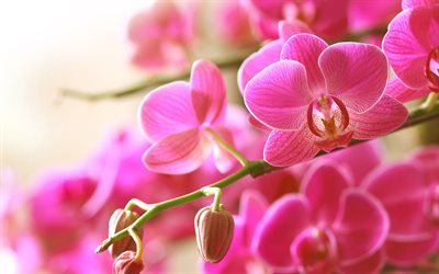 4k, pink orchids, bokeh, branch of orchids, beautiful flowers, close-up, pink flowers, phalaenopsis, orchids, Orchidaceae, orchid branch