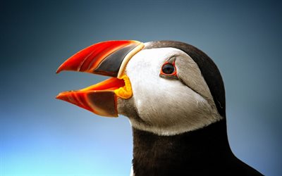 Puffins, close-up, exotic birds, Fratercula, pictures with birds, puffins