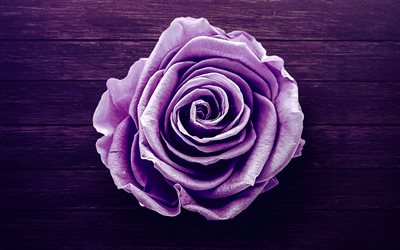 violette rose, 4k, makro, violetter holzhintergrund, rosen, nahaufnahme, schöne blumen, violette blumen, hintergründe mit rosen, violette knospen, violette rosen