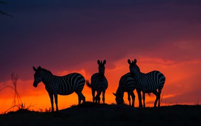 rebanho de zebras, pôr do sol, silhuetas de zebra, animais selvagens, equus quaga, savana, silhuetas de zebras, áfrica, zebras, foto com zebras