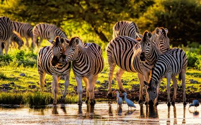 zebras, tarde, pôr do sol, lago, natureza selvagem, savana, rebanho de zebras, animais selvagens, áfrica