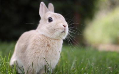 灰色のウサギ, かわいい動物, ぼけ, 緑の草, 小さなウサギ, うさぎ科, ウサギ