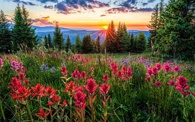 Colorado, sunset, HDR, red flowers, castile, mountains, forest, USA, America, beautiful nature