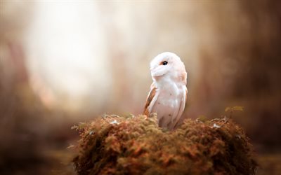 Barn owl, white owl, Tyto alba, species of owl, autumn, forest, dry yellow leaves, owls, common barn owl