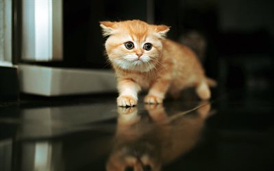 ginger kitty, bokeh, Scottish Fold, pets, cats, cute animals, kitty with big eyes, kittens, Ginger Scottish Fold, small kitty, kitten in the kitchen