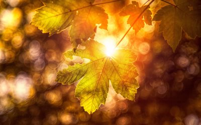 autumn, 4k, yellow leaves, sun rays, glare, bokeh, autumn leaves, nature, picture with leaves, yellow leaf