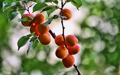 apricots on a branch, apricot tree, fruits, apricots, growing apricots, summer, branch with apricots