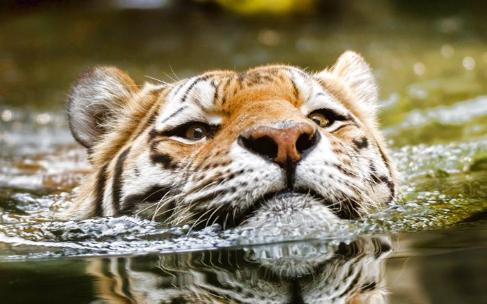 swimming tiger, wild animals, lake, tiger, wildlife, tiger in the water, tiger face, dangerous animals, tigers, Asia