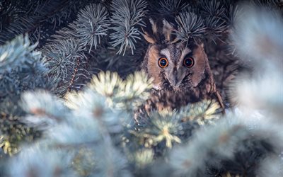 Long-eared owl, Asio otus, owl on a branch, les, northern long-eared owl, lesser horned owl, beautiful birds, owls, cat owl