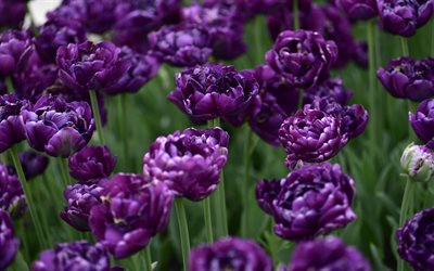 tulipanes morados, flores de campo, campo con tulipanes, tulipanes morados oscuros, fondo con tulipanes, campo de flores, tulipanes