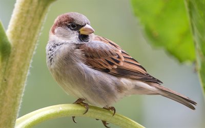 4k, Sparrow, bokeh, wildlife, Passeridae, Sparrow on branch, sparrows, picture with sparrow, bird on branch