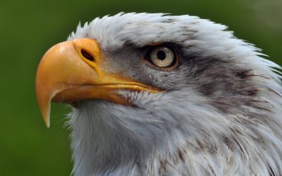 4k, el águila calva, close-up, eeuu símbolo, las aves de américa del norte, la vida silvestre, el vuelo del águila calva, las aves depredadoras, el símbolo americano, haliaeetus leucocephalus, el halcón