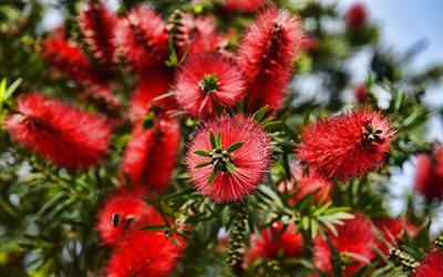 callistemon, fleurs exotiques rouges, myrtaceae, callistemon rouge, fond avec callistemon, fleur de goupillon rouge, fleurs australiennes, australie
