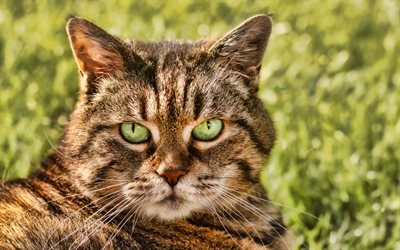 gatto con occhi verdi, simpatici animali, animali domestici, gatti, gatto grigio, sera, tramonto
