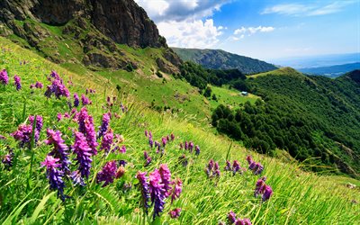 stara planina, montagne, estate, viaggi, vacanze estive, pendii di montagna, pascoli, bulgaria, balcani, europa, bella natura