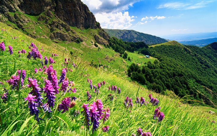 stara planina, montagnes, été, voyage, vacances d'été, pentes de montagne, pâturages, bulgarie, balkans, europe, belle nature