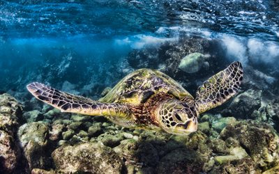 tortuga bajo el agua, arrecife, corales, tortuga marina, habitantes del mar, tortugas, mundo submarino, hermosa tortuga