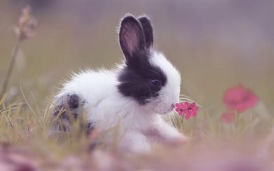 coelho preto branco, animais fofos, pequeno coelho, tarde, pôr do sol, coelho com uma flor, animais pequenos, coelhos