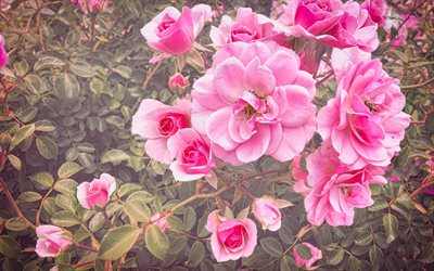 rosas rosadas, otoño, rosal, fondo con rosas rosadas, hermosas flores rosadas, rosas