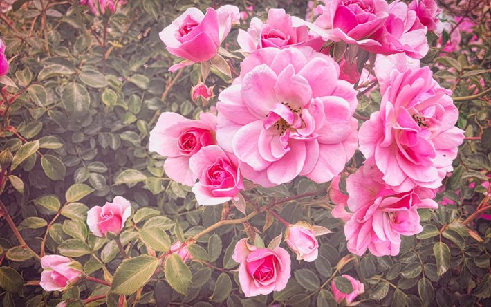 rosas cor de rosa, outono, arbusto de rosas, fundo com rosas, lindas flores cor de rosa, rosas