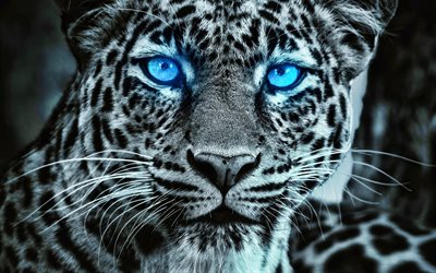 4k, leopard with blue eyes, Africa, wild animals, predators, wildlife, artwork, leopard, Panthera pardus, leopard face, predatory cats, blue eyes