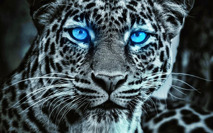 4k, leopardo com olhos azuis, áfrica, animais selvagens, predadores, obra de arte, leopardo, panthera pardus, cara de leopardo, gatos predadores, olhos azuis