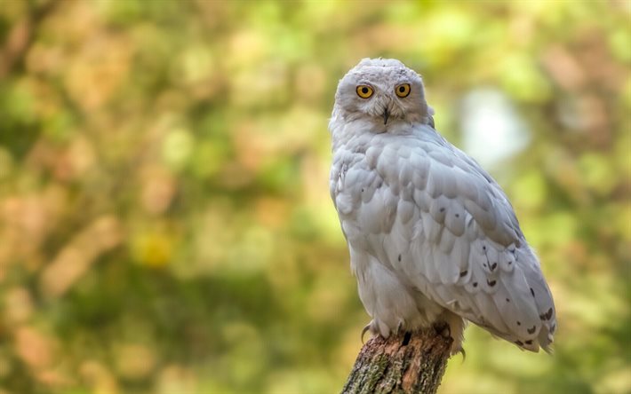 Snowy owl, white bird, white owl, polar owl, Bubo scandiacus, Arctic owl, beautiful birds, forest, owls
