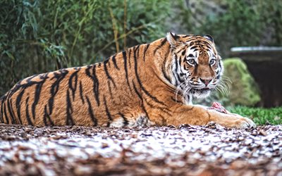 tiger, wildkatze, gefährliche tiere, wild lebende tiere, großer tiger, asien