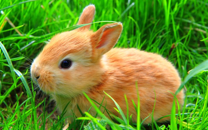 coniglio allo zenzero, simpatici animali, bokeh, erba verde, piccolo coniglio, leporidi, conigli