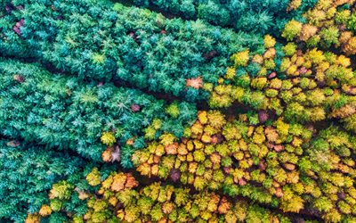 4k, aerial view, autumn and summer meeting, forest, green trees, yellow trees