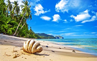 4k, paradise, empty beach, shell, wildlife, ocean, coast, summer, beach, palm trees, summer vacation, HDR
