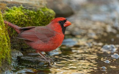 Northern cardinal, red bird, red cardinal, common cardinal, Cardinalis, beautiful birds, cardinal