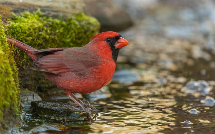 cardinal del norte, pájaro rojo, cardenal rojo, cardenal común, cardenal, hermosas aves