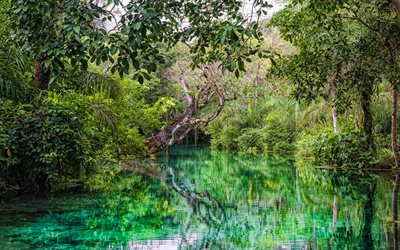 Bonito, 4k, jungle, turquoise river, brazilian landmarks, Mato Grosso do Sul, Brazil, South America, summer, HDR, beautiful nature