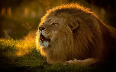 leone, 4k, tramonto, re degli animali, creativo, fauna selvatica, animali selvatici, predatori, panthera leo