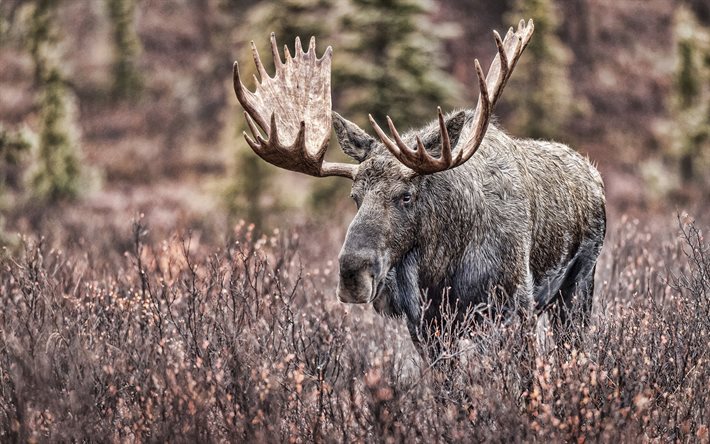 Moose, wildlife, Alces alces, autumn, dry grass, elk, big horns, elk in the field, wild animals