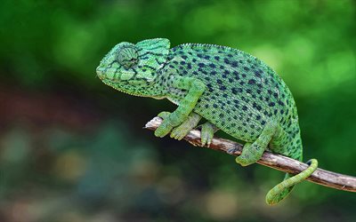 chameleon, green lizard, green chameleon, reptiles, beautiful lizard, Chamaeleonidae, chameleon on a branch