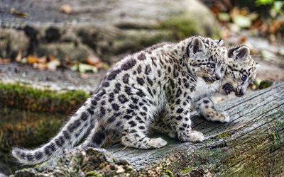 leopardos de las nieves, pequeños leopardos, gatos salvajes, fauna, irbis, onza, pequeño leopardo de las nieves, cachorros de leopardo