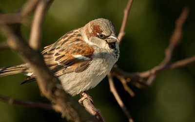 4k, Sparrow on branch, bokeh, wildlife, Passeridae, Sparrow, sparrows, picture with sparrow, bird on branch