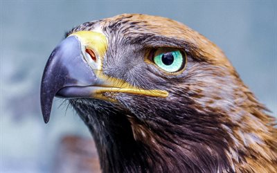 4k, eagle, close-up, bokeh, wildlife, predators, Aquila, predatory birds, picture with eagle, predatory look, eagles, True eagles