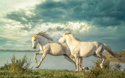caballos blancos, caballos corriendo, naturaleza salvaje, caballos, tarde, puesta de sol, costa, fondo con caballos blancos