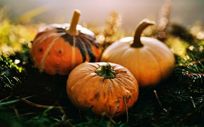 calabazas, otoño, cosecha de calabaza, fondo con calabazas, halloween, cosecha de otoño