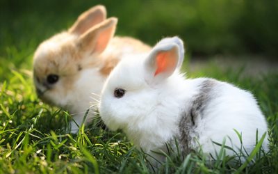 dois coelhos, animais fofos, grama verde, coelhos pequenos, leporidae, bokeh, coelhos
