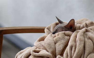 sphynx cat, 眠っている猫, カナダのスフィンクス, 毛のない猫, かわいい動物, 毛布の中の猫, ペット, 猫