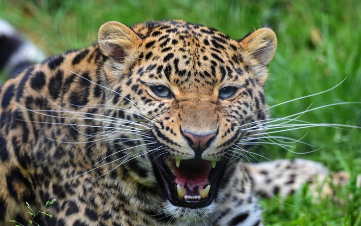 leopard, wild cat, leopard mouth, fury, wild nature, furious beast, leopards, dangerous animals
