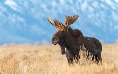 moose, nature sauvage, steppe, soirée, coucher de soleil, animaux sauvages, wapitis, alces alces, amérique du nord, états-unis