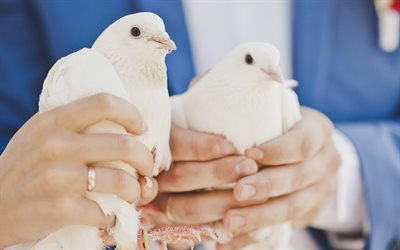 結婚式のカップルの手で鳩, 4k, 白い鳩, 新郎新婦, 結婚式で鳩, 結婚式の概念, 鳩, 結婚式の招待状の背景